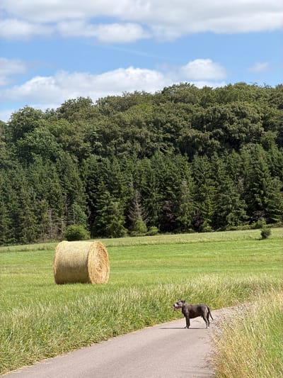 The image depicts a rural landscape in Niederanven, Luxembourg, under a bright blue sky with scattered white cumulus clouds. A dense mixed forest, comprising both deciduous and coniferous trees, forms the backdrop, spanning the upper half of the frame. In the midground, a single, large, cylindrical hay bale, golden-brown in color, rests vertically in a vibrant green grassy field to the left. A subtle wire fence runs along the edge of this field, separating it from the forest.
In the foreground, a narrow, dark gray paved road extends diagonally from the bottom-left to the center-right. Tall, light-green to golden-brown grass lines both sides of the road. A blue-gray dog, appearing to be a pitbull-type breed with white markings on its chest and paws, stands on the road in profile, facing to the right. Its mouth is open, and its tongue is extended, suggesting panting. The dog is the sole animal subject, positioned in the sunlight, casting a faint shadow beneath it. No human figures are present. The overall scene suggests a sunny day in a natural, agricultural setting.