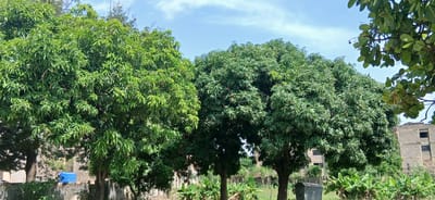 The image captures a vibrant outdoor scene, dominated by several large, leafy green trees under a bright blue sky with scattered white clouds. In the foreground and mid-ground, at least three mature trees, identifiable as mango trees by their dense, dark green foliage and elongated leaves, fill a significant portion of the frame. Their canopies are thick and full, suggesting a healthy growth. On the far right, another tree with larger, more rounded leaves partially frames the scene.
Behind the lush greenery, several multi-story buildings constructed from concrete blocks are visible. These structures appear unfinished or somewhat dilapidated, with dark, empty rectangular openings serving as window frames, some having grates. The ground beneath the trees is covered with abundant green vegetation, including several plants resembling banana trees.
Specific objects include a bright blue plastic water tank positioned behind one of the trees on the left, resting on a low wall or foundation. Towards the right side, at the base of a tree, a dark, rectangular metal container or bin is visible on the ground.
The scene is bathed in bright daylight, indicating a sunny day. No human activity is depicted, presenting a static landscape. There is no visible text within the image. The combination of tropical trees, the style of the buildings, and the general environment aligns with the provided location context of Shaba, Nigeria, portraying a blend of natural growth and human-built structures.