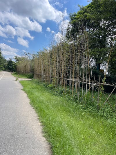 An outdoor, eye-level, full shot captures a paved pathway curving to the left, bordered by a dense bamboo fence constructed from tied-together poles. Beyond the fence, tall, slender bamboo stalks with minimal foliage rise, interspersed with green vegetation and small yellow flowers. A large, leafy green tree stands further back on the right, partially obscuring the sky. The sky above is blue with scattered white, fluffy clouds. The pathway appears to be in a park or a natural area within Panyu District, China, as indicated by the presence of a red fire hydrant on the side of the path and the overall landscape. No people or animals are visible in the frame.
