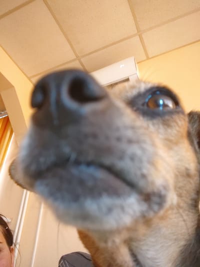 This media file, filmed in Tervel, Bulgaria, captures a close-up, low-angle perspective of a dog's face. The dog's dark nose and one eye are prominently in focus, with the rest of its fur appearing softer and blurred. The background suggests an indoor setting with tiled walls in a warm, light beige color. A white object, possibly a vent or a piece of electronics, is visible to the right of the dog, displaying the number "2". The lighting is warm and appears to be artificial, indicating it could be daytime or nighttime. The dog's gaze is directed upwards, towards the camera, giving the impression that it is interacting with the person taking the photo. No specific activity or event is explicitly depicted, other than the dog's presence and likely engagement with the camera. The overall mood is casual and intimate, highlighting the close relationship between the dog and the photographer.