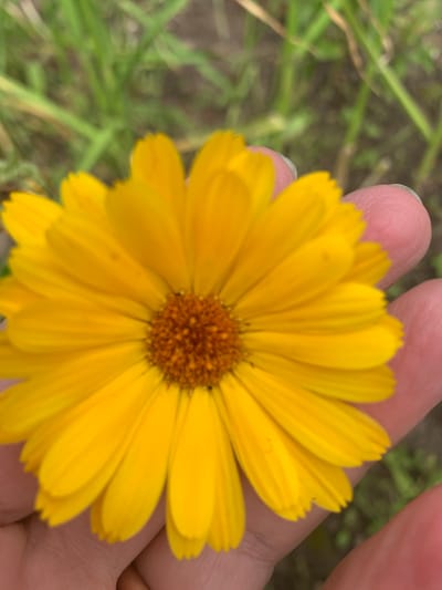 A close-up shot captures a vibrant yellow daisy-like flower being held by a person's hand. The flower is in full bloom, with its petals spread wide, revealing a textured brown center. The hand, with its light pink skin and manicured fingernails, gently cradles the flower, showcasing a shallow depth of field that blurs the background. The background itself is a soft focus of green grass and soil, suggesting an outdoor setting in a rural or natural area, possibly within the Відзаўскі сельскі Савет, Belarus, given the context. The lighting appears natural, highlighting the bright colors of the flower and the skin tones of the hand.