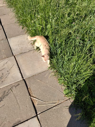 The image depicts a ginger cat with light fur on a paved area next to a dense patch of green grass. The cat is positioned on the paving stones, with its head lowered as if sniffing or investigating something at the edge of the grass. The paving stones are laid in a grid pattern and appear to be a light grey color. The grass is tall and lush, with some smaller plants and flowers interspersed within it. Sunlight is casting shadows, indicating it is daytime. The scene appears to be an outdoor environment, possibly a garden, park, or residential area. There is no indication of the specific location within Fanipal, Belarus, beyond being an outdoor setting.