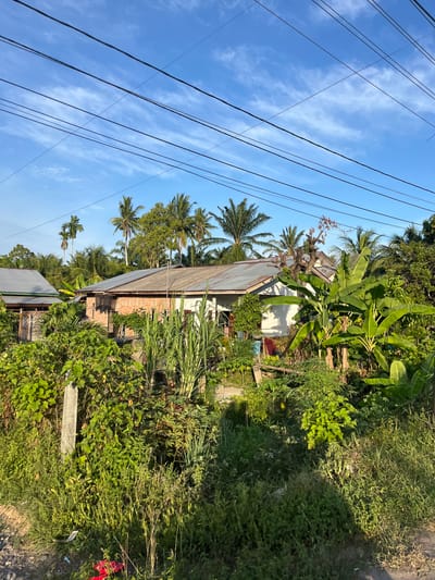 This image depicts a rustic residential scene in Langsa, Indonesia. The foreground is dominated by lush, untamed vegetation, with various types of leafy plants, grasses, and some taller, cane-like stalks. A simple concrete block lies on its side amidst the greenery.

Behind the dense foliage, two buildings are visible, partially obscured. The larger building has a corrugated metal roof and walls constructed from reddish-brown bricks. A second, smaller building with a similar metal roof is situated slightly lower and further back, its details less clear due to the overgrowth. Several power lines stretch across the bright blue sky, which is dotted with wispy white clouds, suggesting fair weather. The presence of palm trees and banana plants indicates a tropical climate.

The scene appears to be a residential area, possibly a rural or semi-rural setting, given the abundance of natural growth and the simple construction of the houses. The lighting suggests it is daytime, with the sun casting shadows that indicate the sun is positioned to the right of the frame. There is no discernible activity or people present in the image, giving it a quiet, still atmosphere. The overall impression is one of a humble dwelling integrated into a verdant, natural environment. No visible text is present in the image.