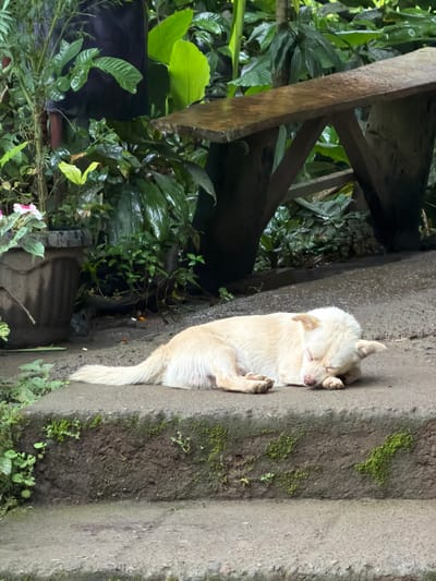 A cream-colored dog sleeps soundly on gray concrete steps. Its body is curled against the step's edge, paws tucked close. Moss grows on the steps near the dog. Lush green foliage, including large-leafed plants and vines, fills the background. A wooden structure is partially visible amidst the greenery. The scene conveys a sense of peace and nature.