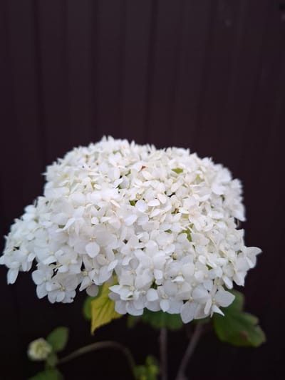 A close-up, eye-level, vertical shot features a white hydrangea bloom against a dark brown, out-of-focus background. The bloom, positioned centrally and slightly to the left, is composed of numerous small, star-shaped florets, creating a rounded, dense cluster. Some of the florets exhibit delicate veining. A few leaves, one yellow and others green, are visible beneath the bloom, partially obscured. The overall lighting is soft, highlighting the intricate details of the flower. The location is identified as Korenovsk, Russia, though no specific geographical markers are present in the image to confirm this. There are no people or animals in the frame, and no actions or interactions are depicted.