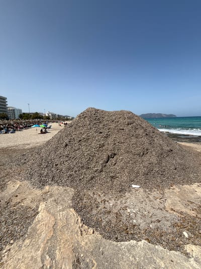 The image depicts a sunny day at a beach in Sant Llorenç des Cardassar, Spain. The scene is dominated by a large pile of seaweed or debris in the foreground, with a sandy beach stretching out behind it. A clear blue sky and the turquoise ocean with gentle waves suggest pleasant weather.
Several people are visible on the beach, some relaxing under umbrellas and sun loungers, while others are wading or swimming in the sea. Buildings and palm trees line the edge of the beach, indicating a developed tourist area. The overall atmosphere appears relaxed and leisurely, characteristic of a beach vacation. The time of day is likely midday or early afternoon, given the bright sunlight and clear conditions. No visible text is present in the image.