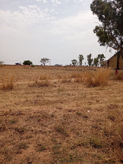 The scene depicts a dry, open landscape in Pankshin, Nigeria, under a partly cloudy sky. The foreground consists of reddish-brown soil sparsely covered with dry, yellowish grass and some small green shoots. A piece of white litter lies on the ground towards the center-right. In the midground, a raised dirt road traverses horizontally, upon which a dark-colored sedan is visible on the far left, and a white sedan is visible further to the right. Between these vehicles, a bushy green tree and another tree with a utility pole are present. A line of slender trees extends towards the right along the road. The upper right quadrant is dominated by a large tree with dark green foliage, beside which a dilapidated, single-story building with light brown walls is partially visible. A small human figure, clad in red attire, is partially obscured by dry vegetation near the building on the right side. The sky is light grey with scattered white cumulus clouds.
