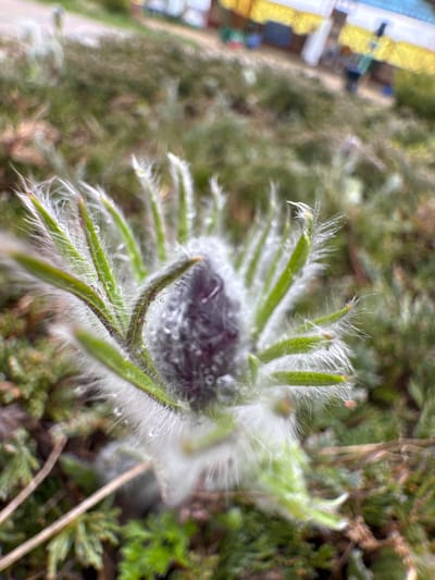 A close-up photograph shows a flower bud covered in delicate, white fuzz and dewdrops. The bud has green, pointed sepals also covered in white fuzz. The interior of the bud appears to be a dark purple or black color. The background is blurred, showing green vegetation and a hint of a building structure in the distance. The location is presumed to be Kurganinsk, Russia.