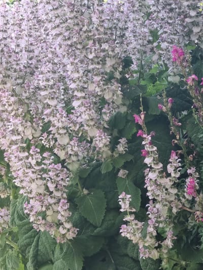The image shows a dense cluster of pale purple and white flowers with some bright pink accents, growing amidst large, dark green, textured leaves. The flowers are arranged in tall spikes. The scene appears to be a garden or natural setting. There are no people or man-made objects visible. The image quality is slightly soft, giving a dreamy or watercolor-like effect.