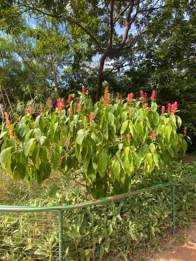 A vibrant plant, possibly a shrub or small tree, features prominent red flowers at the ends of its branches, set against a backdrop of large, textured green leaves. Sunlight filters through the overhead tree canopy, dappling the scene. A weathered green fence partially frames the right side, separating the plant from a ground cover of mixed grasses and smaller plants. The overall composition is outdoors, showcasing a thriving garden or natural setting.