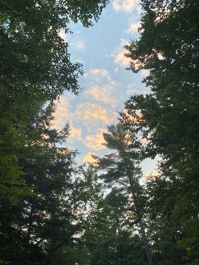 The image is a low-angle shot looking up at the sky through a canopy of trees. The sky is a pale blue with scattered, fluffy clouds tinged with the warm colors of sunset or sunrise, possibly hues of pink and orange. Sunlight is filtering through the leaves and branches, creating dappled light and highlighting some of the clouds. The foliage is dense and appears to be composed of various types of trees, with a mix of green leaves and darker, more needle-like branches of evergreen trees. The overall impression is one of natural beauty and tranquility, with the framing of the trees drawing the viewer's eye to the sky. The scene is consistent with an outdoor environment, likely a park or a wooded area within or on the outskirts of Duhamel, Canada, given the context provided. There are no people or visible structures in the image.