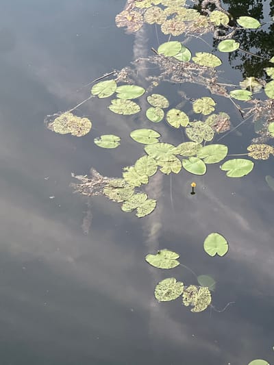 This is a high-angle, natural light photograph of a body of dark water, likely a pond or calm river, in Bratislava, Slovakia. The surface of the water is dotted with numerous lily pads, some round and green, while others are partially decayed and more textured. Submerged plant matter and debris are also visible beneath the surface, creating a sense of depth and the natural decomposition process. A single, small yellow water lily bud is centered in the frame, suggesting it's early in its blooming cycle. The reflection of the sky, possibly with clouds, is visible on the water's surface, creating a marbled, gray and white pattern. The overall scene is tranquil and depicts a natural aquatic environment. There is no text visible in the image, and no people or animals are apparent. The time of day appears to be daytime, with overcast or partly cloudy weather contributing to the subdued lighting and sky reflections.