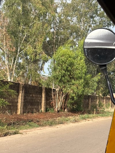 The image appears to be taken from inside a vehicle, possibly a car or motorcycle, looking out towards a road and a walled area. The vehicle's side mirror is visible in the top left corner of the frame. To the right of the mirror is a view of trees, a brick wall with beige accent, and a road. The vegetation along the wall includes grass and some smaller plants. Given the request to place the location in Bar Gada, Nigeria, it is likely that the scene depicts a typical street view in that area, including the road, vegetation, and wall that are common in urban and suburban landscapes. There are no people visible in the frame, nor any specific actions or interactions taking place. The environment is daytime and outdoors.