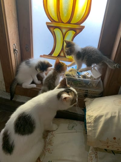The image depicts a group of cats, four of which are clearly visible, in an indoor setting. The cats are of various ages and coat patterns, including a larger white and grey tabby cat in the foreground, and three smaller kittens in the background. One kitten is white with brown markings, another is a tabby, and a third appears to be a tricolor. The cats are positioned on a wooden ledge, near a window with stained glass featuring yellow and orange hues. Two clear plastic containers filled with various items, possibly craft supplies or trinkets, are situated on the ledge. The overall scene suggests a domestic environment. The image's location is specified as Tanjungsepreh, Indonesia, but no visual cues within the image directly support or contradict this information.