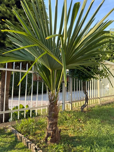 This is a vertical, eye-level, medium shot of a palm tree in a garden setting. The palm's fronds, with their long, thin leaves, dominate the left side of the frame, arching upwards and to the left. They are a vibrant green, catching the sunlight which casts subtle shadows. The trunk of the palm is visible on the right, covered in rough, fibrous material.

Behind the palm, a white, horizontal slatted fence runs across the middle ground, dividing the garden. Beyond the fence, there is a patch of lush green grass, and further back, darker green foliage, possibly bushes or trees. A twisted, bare branch of a tree or shrub is visible just above the fence. A wooden garden border made of small logs runs along the right edge of the grass.

The scene is bathed in bright sunlight, suggesting a clear day, likely late afternoon or early morning due to the long shadows and warm light. The sky, visible in the upper left corner, is a clear, bright blue. The overall impression is one of a peaceful, sunny day in a well-maintained garden. There is no visible text.