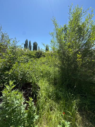 The image depicts an overgrown green area, likely a yard or neglected parkland, with lush vegetation under a clear blue sky. Tall, slender trees are visible in the background, suggesting a temperate climate. The foreground is dominated by dense, tall grasses and various leafy plants, some of which appear wild and untamed. A single, bright red flower, possibly a poppy, stands out against the green foliage. The scene is bathed in bright sunlight, casting shadows and highlighting the textures of the plants. There are no people or man-made structures immediately apparent, besides what appears to be a hint of a roofline and perhaps utility wires in the distance. The overall impression is one of natural overgrowth and a serene, perhaps somewhat untended, outdoor environment. This setting is consistent with the residential areas of Gyumri, Armenia, where such natural landscapes can be found in abundance, especially in areas not actively maintained.