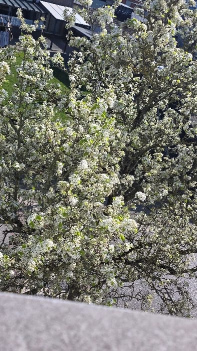 The image presents a high-angle view looking down into a tree in full bloom, situated within the city of Heusden, Belgium. The foreground consists of a grey, textured concrete or stone parapet occupying the bottom portion of the frame. Above this, the central and dominant subject is a deciduous tree heavily laden with white blossoms and interspersed with light green leaves. Its dark, gnarled branches are visible through the dense foliage.

Beyond and partially obscured by the tree, elements of an urban environment are visible. These include structures identified as buildings with dark, possibly tiled or flat roofs, and lighter-colored facades. Patches of bright green grass are visible between these structures and beneath the tree. Darker grey or black paved surfaces, indicative of roads or pathways, are also present. In the upper-central background, partially visible through the tree's branches, is a small, light-colored vehicle, possibly white. No individuals are clearly discernible, nor are any specific actions or interactions. The scene is illuminated by direct sunlight, suggesting a clear day.