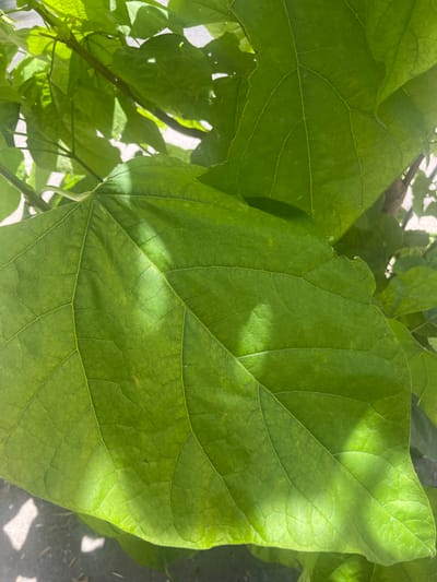 The image is a close-up, overhead shot of large, green leaves of a plant, possibly a Catalpa tree. The leaves have prominent veins and are illuminated by dappled sunlight. The scene appears to be outdoors, with some hints of what looks like a paved surface and possibly a branch in the background. There are no people or animals visible. The specific location in the city of Vallo della Lucania, Italy, is not discernible from the image itself.