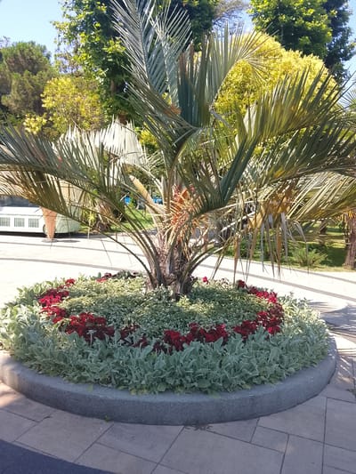In the city of Oryol-Izumrud, Russia, a palm tree stands at the center of a circular flowerbed. The flowerbed is bordered by a gray stone curb and features a diverse arrangement of plants. At the outer edge of the flowerbed, a row of pale green, fuzzy-leafed plants is visible. Inside this, a ring of vibrant red flowers stands out against a backdrop of smaller, light green and white variegated foliage. The palm tree, with its characteristic fronds, casts shadows on the surrounding paved area. In the background, a white vehicle with striped accents and a wicker-like structure is parked, partially obscured by the palm tree. Beyond the vehicle and the flowerbed, lush green trees and the clear blue sky suggest a bright, sunny day in a park or garden setting. The ground is paved with light-colored square tiles.