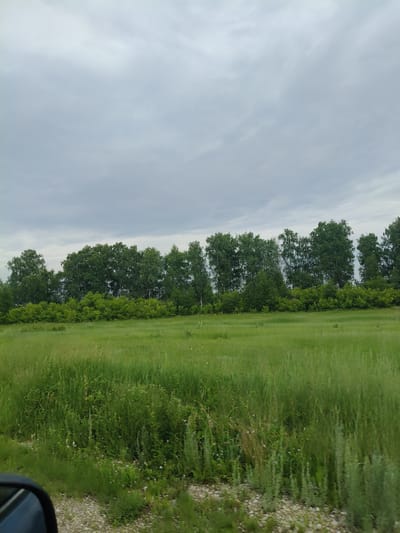 The image depicts a rural landscape in the vicinity of Novofedorovskoye, Russia, under a cloudy sky. The foreground shows a gravel surface with sparse green vegetation and some small pink wildflowers. To the right, a car's side mirror is partially visible in the lower left corner, indicating the perspective is from inside a vehicle. Beyond the gravel, a vast, open field of tall, green grass stretches towards a line of dense trees. This treeline consists of a variety of deciduous trees, with a lower layer of lush green bushes and shrubs in front of them. The overall scene conveys a sense of nature and open space, typical of a countryside setting.