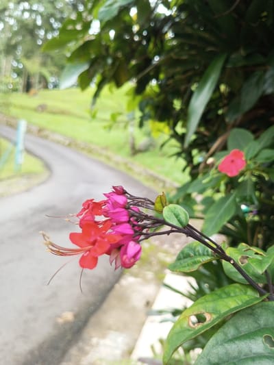 Vivid red and pink flowers dangle from a dark stem, contrasted by lush green leaves. A gray paved road curves into the background, lined with a concrete barrier and a grassy slope. Trees and foliage create a soft, blurred backdrop. The flowers command the foreground with their vibrant colors and intricate details.