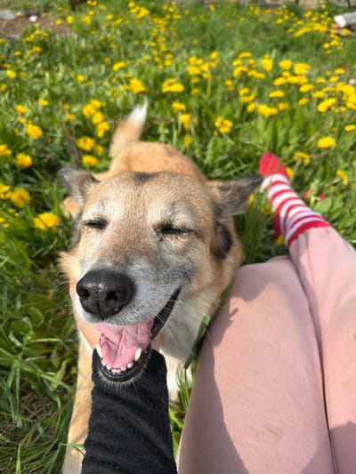 A medium shot captures a dog in a field of dandelions. The dog, with closed eyes and a wide, panting smile, rests its head on a person's hand. A black sleeve is visible on the hand petting the dog. The person's legs, clad in pink sweatpants and red and white striped socks, are visible to the right of the dog. The environment is a sunlit, grassy field filled with yellow dandelions. The location is the city of Nagornyi, Russia.