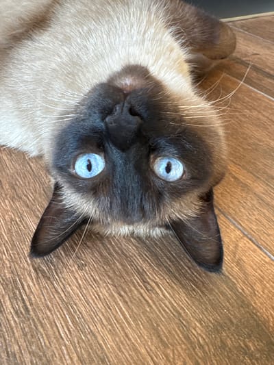 A Siamese cat with bright blue eyes lies on its back on a wooden floor, upside down, looking directly at the camera. Its ears are dark brown, and its face has a dark brown mask with lighter fur on its cheeks and forehead. The wooden floor has a brown, slightly distressed plank pattern. The image is a close-up, focusing on the cat's face and the immediate surroundings.