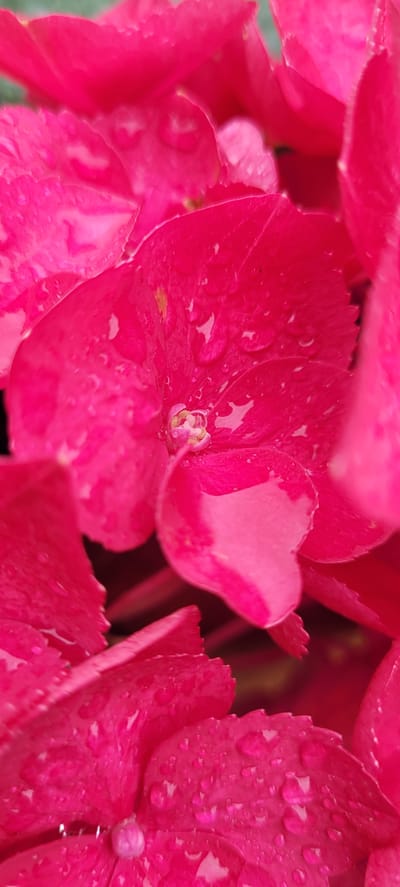 A close-up, vertical, indoor, eye-level shot shows vibrant pink hydrangea petals with water droplets. The focus is on the textured petals, some with a lighter pink hue, and the glistening water. The background is blurred, with hints of darker colors, suggesting a natural or garden setting. The image does not contain any people or specific identifying landmarks of Dietzenbach, Germany.