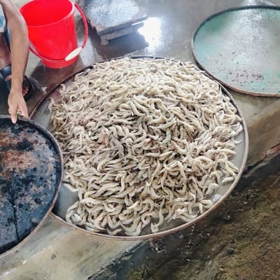 A large, circular metal tray overflows with a mound of small, white shrimp. A person wearing dark sandals and blue clothing holds a similar, but empty, black metal tray. A red plastic bucket sits nearby. Another tray, filled with liquid, rests in the background. The scene is set on a wet, possibly concrete, floor. The photograph was taken in Lalmohan, Bangladesh.