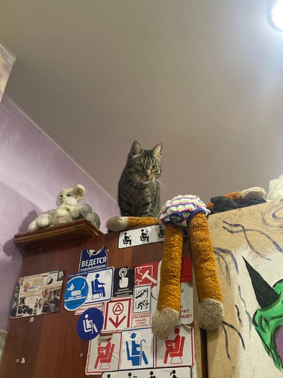 A tabby cat is perched on top of a wooden cabinet in an indoor setting. The cabinet is adorned with various stickers and images. To the left of the cat, a plush white toy bear is placed on a shelf above the cabinet. In front of the cat, a pair of stuffed orange legs wearing striped underwear is propped up. The background consists of a wall and a ceiling, with a light fixture visible in the upper right corner. The overall environment appears to be a room within a residential building, possibly in the city of ЖК «Борисоглебское», Russia, given the context provided.