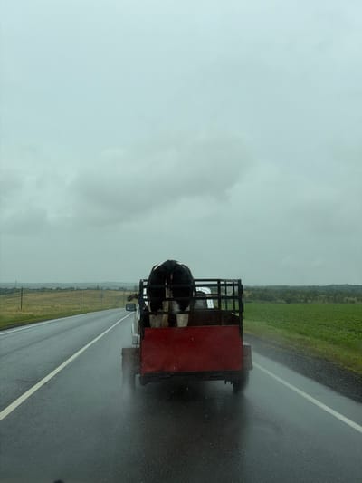 An image taken from a vehicle on a wet, paved road shows a trailer carrying a black and white cow. The trailer is red and has black metal railings. The cow is facing away from the camera, with its hindquarters visible. The road is marked with a white line and is wet from rain. To the right of the road, there is a green field. The sky is overcast and gray. The image does not provide any specific information about the location in the city of Ostrovnoye, Russia.