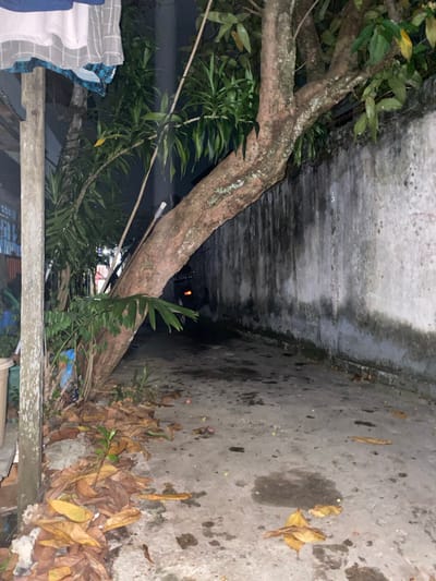 An outdoor alleyway at night is pictured in Banjarmasin, Indonesia. A large tree trunk leans over the concrete ground, its branches covered in green leaves. Dried brown leaves are scattered across the ground. A weathered concrete wall runs along the right side of the alley. A vehicle with illuminated taillights is visible in the distance. The overall scene is dimly lit, with hints of artificial light sources in the background.