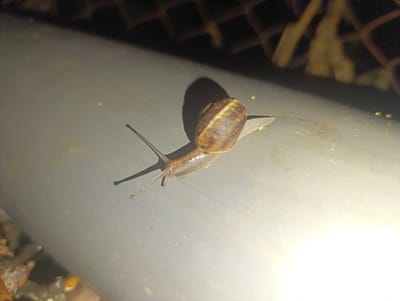 A terrestrial snail with a spiraled, light and dark brown shell is positioned on a light grey, smooth, elongated surface, likely a pipe or railing. The snail's body is extended, appearing moist and light brown, featuring two prominent ocular tentacles directed forward and two shorter tentacles beneath. A distinct shadow from the snail is cast to its upper-left, indicating a strong artificial light source originating from the lower-right, which creates a bright glare on the surface. The background is out of focus, revealing a dark, grid-patterned structure resembling a metal fence or grate, with blurred organic matter visible behind it. The immediate foreground also contains unfocused organic debris. The scene is illuminated, suggesting low-light conditions. This image was captured in Nikolichevtsi, Bulgaria.