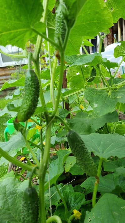 A close-up, eye-level shot captures a cucumber plant with several developing fruits and yellow flowers. The foreground features a young cucumber hanging downwards, its bumpy skin clearly visible. Behind it, other small cucumbers are nestled among large, green leaves. A bright yellow flower is also visible, attracting a hint of yellow pollen. The background is blurred, showing more foliage, a wooden structure, and a white tarp. The scene appears to be in a garden or allotment in Солнечная Поляна-3 Снт, Russia, suggesting a rural or suburban setting.