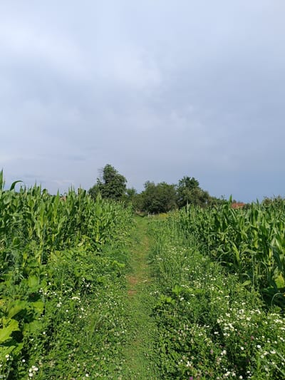 The image depicts a rural, outdoor scene in Stănești, Romania. A dirt path cuts through a verdant landscape, flanked on either side by tall, green corn stalks. The path leads the viewer's eye into the distance where a cluster of mature trees creates a natural screen. Beyond the trees, hints of buildings with red roofs suggest a nearby village or homestead, integrating the natural setting with human habitation. The foreground and sides of the path are richly carpeted with smaller green plants and a scattering of small white and purple wildflowers, adding texture and color to the scene.
The time of day appears to be late afternoon or early evening, as indicated by the soft, diffused light and the overcast sky. The weather seems to be a typical summer day, perhaps with clouds gathering for potential rain, contributing to a slightly muted but still bright atmosphere. There are no people or animals visible in the frame, focusing the attention entirely on the natural and agricultural elements of the landscape. The overall impression is one of peacefulness and the simple beauty of a cultivated rural environment. No visible text is present in the image.