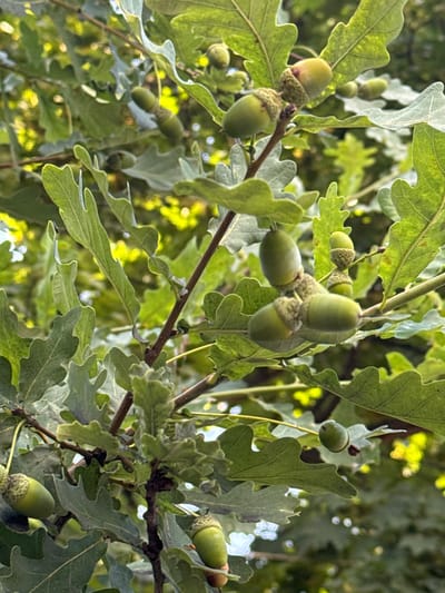 The image shows a close-up of oak tree branches laden with acorns and leaves. The acorns are green and some are partially covered by their caps. The leaves are lobed and have a rough texture. The background is blurred, suggesting dappled sunlight filtering through the foliage, creating a warm, natural atmosphere. There are no people or buildings visible. The scene appears to be outdoors in a natural setting, likely a park or forest area. There is no information in the image to indicate its specific location in Il’inskiy, Russia.
