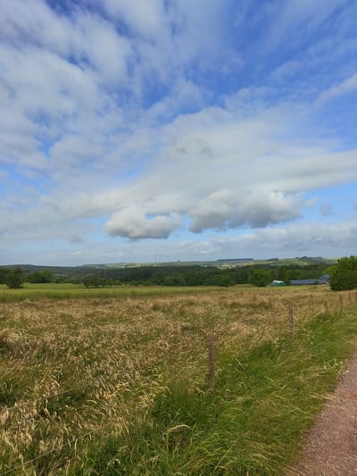 The image displays a rural landscape near Mettlach, Germany, under a partially cloudy blue sky. The upper portion of the frame shows distinct white cumulus clouds against a clear blue background. In the distant background, rolling forested hills are visible, punctuated by a series of white wind turbines along the ridgeline and a small settlement of buildings nestled among trees. The mid-ground features a continuous band of dense green forest. To the right in the mid-ground, a green, arched agricultural structure and a dark-roofed building with blue sections are discernible. The foreground is occupied by a large field of tall, predominantly golden-brown grass, indicating dry conditions or late season growth, with interspersed patches of green. A simple barbed-wire fence with several wooden posts runs along the right side of this field. Adjacent to the fence on the right, a reddish-brown dirt path extends from the lower right corner, bordered by a strip of lush green grass. No individuals or animals are present in the scene. The overall lighting suggests daylight conditions.