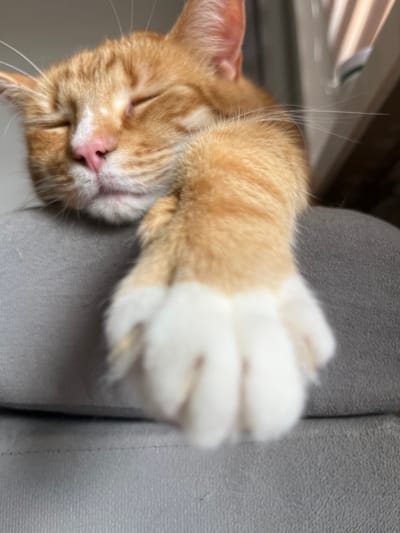 This is a close-up, slightly blurred, eye-level shot of an orange and white cat sleeping on a gray surface. The cat's eyes are closed, and its pink nose is visible. One of its front paws, with white fur and pink toe pads, is extended towards the camera. The background is out of focus and appears to be an indoor setting with some vertical blinds or a similar structure. The gray surface the cat is resting on could be upholstery or fabric. There is no indication of a specific location in Zabrze, Poland, or any people present.