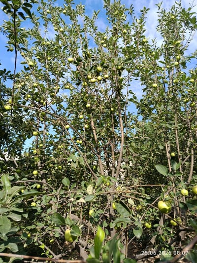 An outdoor, low-angle shot shows an apple tree in Erkin, Uzbekistan, heavily laden with green apples. The branches of the tree are dense with leaves, and numerous green apples are visible throughout the foliage. The sky is blue with scattered white clouds. The sunlight casts shadows on the branches and apples, indicating a sunny day. The overall scene depicts a healthy, fruit-bearing tree in a natural setting. A timestamp in the bottom right corner reads "25.06.2026 08:07".