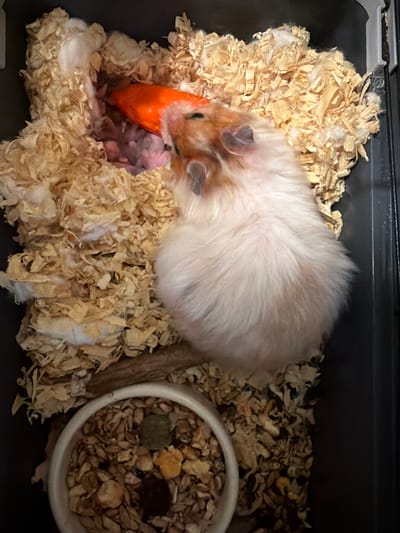 In a close-up, overhead shot, a fluffy hamster with white and tan fur is nestled in a bed of light-colored wood shavings. The hamster is partially hidden by the bedding, with its head and front paws visible. It appears to be nibbling on a bright orange piece of food, possibly a carrot, which is partially buried in the shavings. To the right of the hamster, a white ceramic bowl is filled with a mixture of grains and colorful pellets, presumably the hamster's food. A small, dark twig lies between the hamster and the food bowl, adding a natural element to the scene. The overall setting is a hamster cage, suggested by the dark plastic base and the textured bedding. The lighting is dim, indicating an indoor environment, possibly at night or in a dimly lit room. No text is visible in the image.