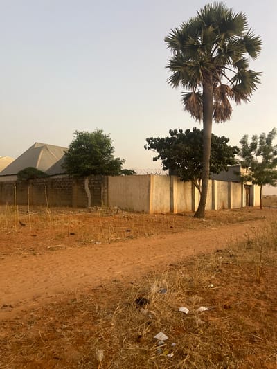 A dirt path runs along a concrete and brick wall with trees scattered along it. A tall palm tree leans towards the path, with a smaller, leafy tree underneath. The sky is a pale yellow. Trash is visible along the path. A building with a silver roof can be seen behind the wall.