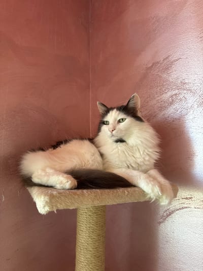 A medium-shot depicts a white and gray cat hanging upside down on a scratching post against a pink-hued wall. The cat's paws are wrapped around the post. The cat has green eyes and a black marking on its face. The post is wrapped in a light-colored, possibly beige or tan, rope. The background wall is a uniform color, likely a wall inside a building, but its texture is not smooth. The setting appears to be indoors. There is no visible information about the location in Elhovo, Bulgaria.