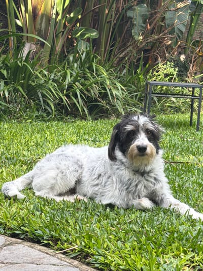 The image shows a medium-sized, furry dog lying on its side in a patch of green grass. The dog has black and white markings, with a predominantly white body and black patches around its eyes and ears. It's looking directly at the camera. To the left of the dog is a dense area of tropical plants, including palm-like foliage. There is a dark, metal chair or table frame visible behind the dog. A stone surface is visible to the right of the dog. The location is likely Vicente López, Argentina.