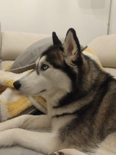 A husky dog with blue eyes is lying on a sofa. The dog is facing to the left of the frame, with its head turned slightly to the right. Its fur is a mix of black, white, and gray. The dog is lying on a yellow and white striped blanket, and behind it, there is a grey pillow and a beige sofa. The background is a plain wall. The image appears to be taken indoors, likely in a residential setting, and there is no indication of the specific location within Crauthem, Luxembourg.