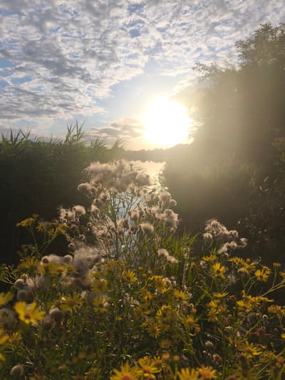The image depicts a natural landscape, likely a wetland or riverbank, with dense vegetation in the foreground and a body of water reflecting the sky and sun in the background. Tall reeds and grasses flank the water. In the foreground, a cluster of wildflowers, primarily small yellow blossoms and fluffy white seed heads, is illuminated by the setting sun. The sky is partly cloudy, with streaks of white clouds against a pale blue backdrop. The sun is a bright, blown-out orb near the center-right of the image, casting a warm, golden light and creating lens flare. The overall impression is one of a peaceful, rural or natural setting. No specific location in Saratov, Russia can be determined from the image.
