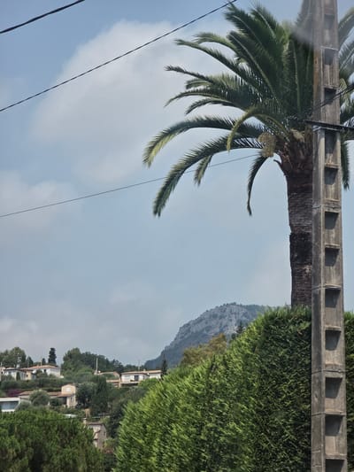 This is a photograph of a suburban hillside in Vence, France. The foreground is dominated by a large palm tree and a concrete utility pole. The palm tree's fronds arch over the scene, partially obscuring a clear sky with scattered clouds. Beyond the palm tree and pole, a dense green hedge forms a barrier. In the midground, several white, red-roofed houses are nestled into the hillside, surrounded by lush green vegetation. The background features a rocky, mountainous landscape under a pale blue sky. The scene depicts a sunny day in a residential area on the French Riviera.