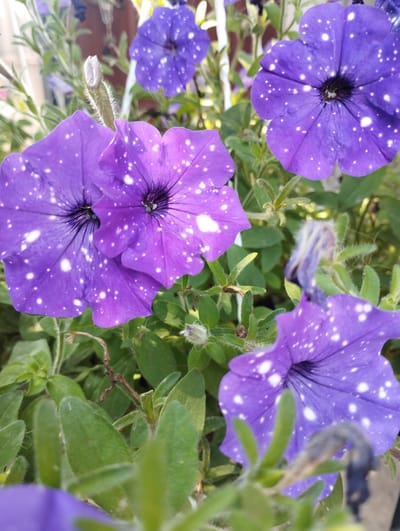 The image displays a cluster of purple petunias, characterized by their star-like white speckles, commonly known as "Night Sky Petunias." The flowers are in various stages of bloom, with some fully open and others forming buds. They are interspersed with lush green foliage, some of which appears fuzzy and light-colored, indicative of plant hairs. The background is softly blurred, suggesting an outdoor setting, possibly a garden or balcony, with hints of other colors and structures that are not clearly discernible. The lighting suggests it is daytime, with natural light illuminating the scene. There are no people or animals present. The overall impression is a close-up, detailed view of these unique flowers in their natural setting. No specific location within Baryshivka, Ukraine can be determined from the image itself.