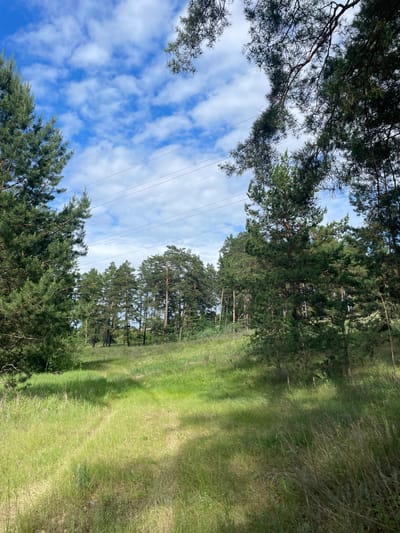 The image presents a natural landscape, depicted as being in Vasilevka, Russia, featuring a dense pine forest bordering an expansive grassy field under a partly cloudy sky. The upper third of the frame shows a clear blue sky interspersed with scattered white cumulus clouds. Several thin, dark power lines span horizontally across the mid-upper portion of the image.

On the left, a large pine tree with thick green needles and visible branches extends from the bottom to the top of the frame. On the right, a cluster of pine trees forms a natural barrier, with their canopy and some trunks visible. In the midground, a distinct treeline of numerous tall, slender pine trees stretches across the width of the image, marking the edge of a forest. The trees display varying shades of green, with some appearing darker, possibly due to shadows.

The foreground is dominated by a sunlit, grassy field, characterized by tall, untamed green and light brown blades. A subtle, unpaved path or track is visible, winding gently through the grass from the bottom of the frame towards the midground treeline. Patches of sunlight and shadow are visible across the field and on the trees. No people, animals, or explicit actions are present within the scene.