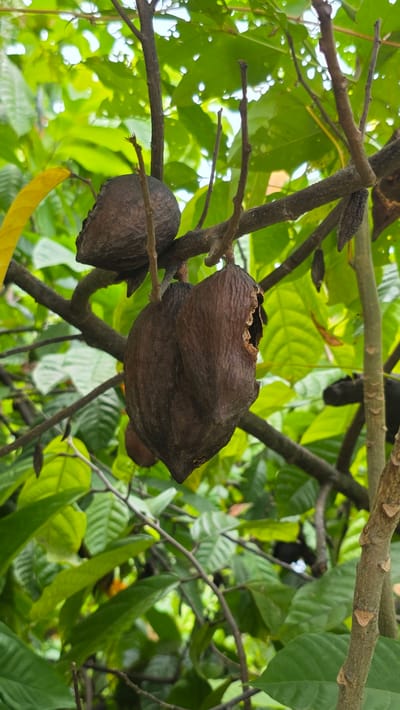 The image shows two brown cocoa pods hanging from branches of a tree in Pante Aree, Indonesia. The cocoa pods are located among green leaves and thin brown branches. One of the pods has a hole in its upper section. The other one has no significant damage. The background consists of the sky visible through holes in the leaves, additional branches, and foliage.