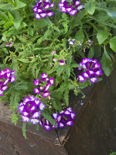 This is a close-up, overhead shot of purple and white verbena flowers in a wooden planter. The flowers are clustered together on thin green stems, surrounded by lush green foliage. The wooden planter has a rustic appearance, with weathered planks. The scene is likely outdoors, given the natural light and plant life. There are no people or animals visible, and no text is present. The overall impression is one of natural beauty and simple gardening. The time of day and weather are not explicitly discernible, but the bright lighting suggests a sunny day. The location context provided indicates the image was taken in Petropavlivska Borshchahivka, Ukraine.